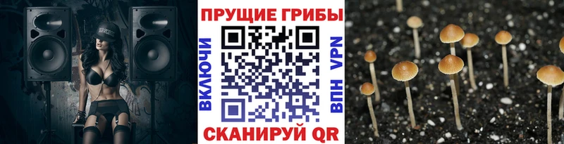 Галлюциногенные грибы мухоморы  закладка  Дубовка 